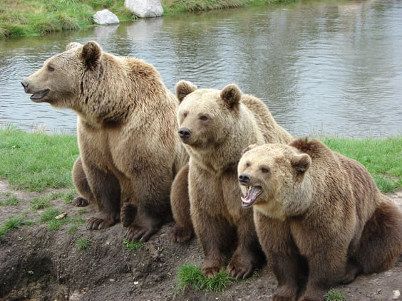 Bears in a Park